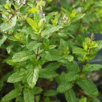 Aromatique menthe mojito