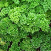Aromatique persil frisé