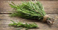 Aromatique romarin