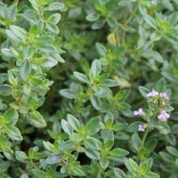 Aromatique thym citron