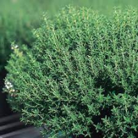 Aromatique thym