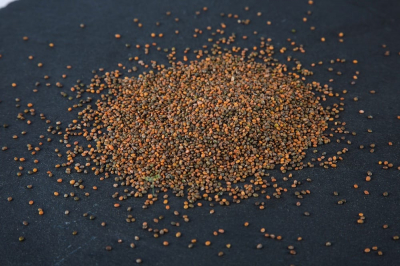 Graines de roquette vrac 125g