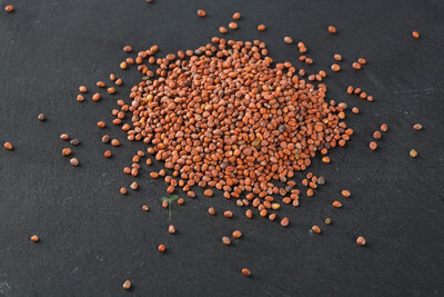 Graines de radis daïkon vert vrac 50g