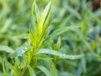 Plant 'estragon russe'