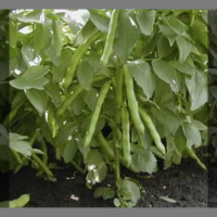 Fève de culture biologique