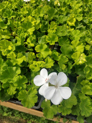Geranium zonal blanc