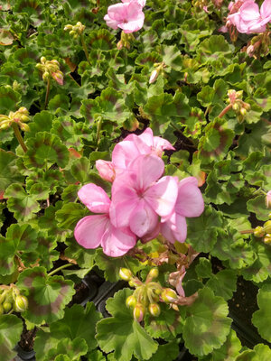 Geranium zonal rose