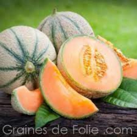 Melon charentais