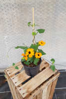 Plant de fleur thunbergia orange