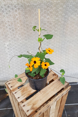 Plant de fleur thunbergia orange