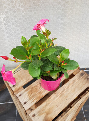 Plant de fleur dipladenia rose