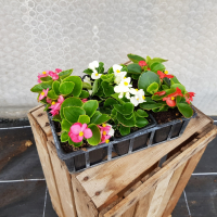 Plant de fleur bégonia