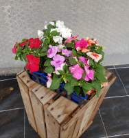 Plant de fleur impatiens