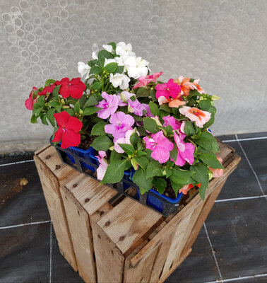 Plant de fleur impatiens