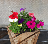 Plant de fleur pétunia