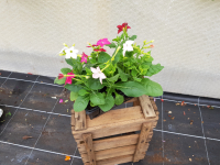 Plant de fleur tabac d'ornement