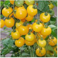 Tomate cerise jaune