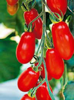 Tomate cerise rouge allongée