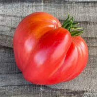 Tomate coeur de boeuf