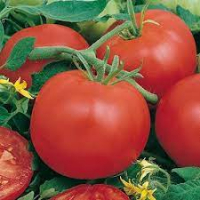 Tomate montfavet