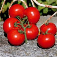 Tomate premio grappe