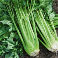 Céleri branche vert x 12