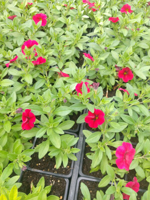 Calibrachoa rose