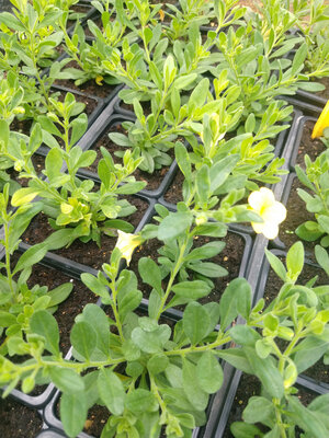 Calibrachoa jaune
