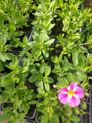 Calibrachoa rose et blanc