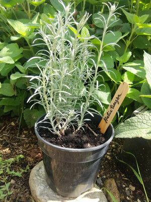 Plant d'herbe à curry ou hélichryse