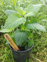 Plant de mélisse orange