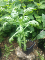 Plant de chrysanthème comestible