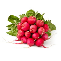 Botte de radis bio