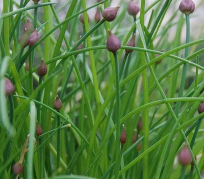 Ciboulette