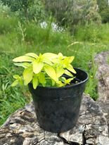 Plant d' origan doré