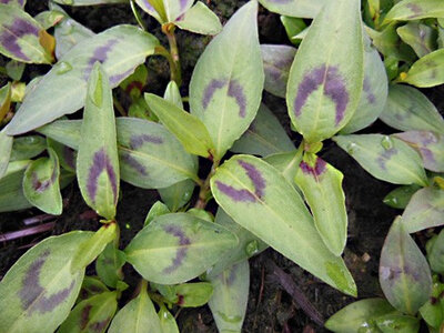 Plant de coriandre vietnamienne ou rauram