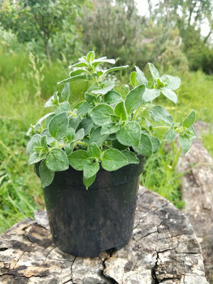 Plant de marjolaine