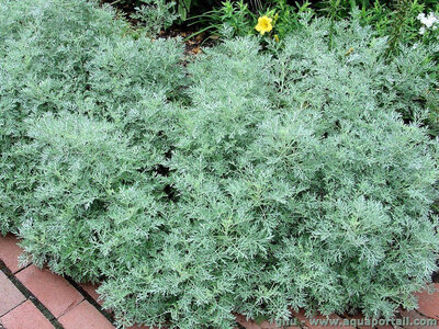 Plant d'absinthe