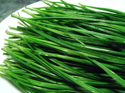 Plant de ciboulail ou ciboulette de chine