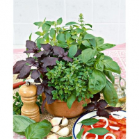 Plant de basilic en mélange