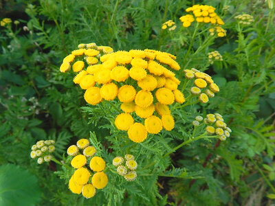 Plant de tanaisie