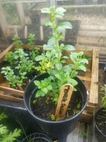 Plant de menthe pouliot aquatique