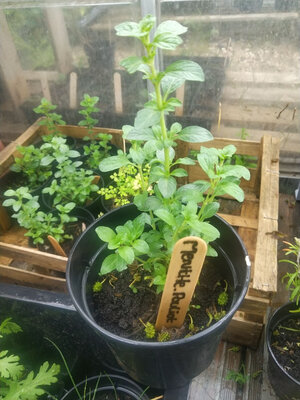 Plant de menthe pouliot aquatique