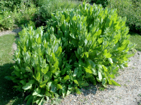 Plant de menthe coq ou balsamite