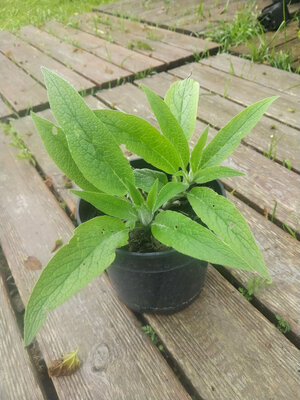 Plant de consoude de russie