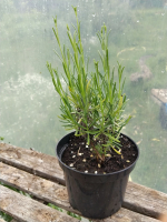 Plant de lavande vraie