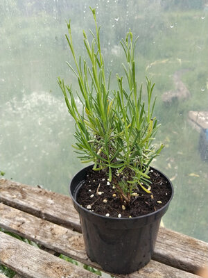 Plant de lavande vraie