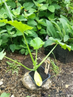Courgette jaune