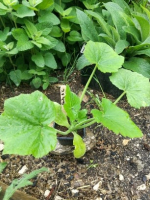 Courgette verte