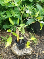 Plant de tomate coeur